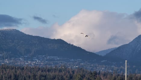Vogel-Im-Flug-über-Der-Küstenstadt-Vancouver,-British-Columbia,-Kanada