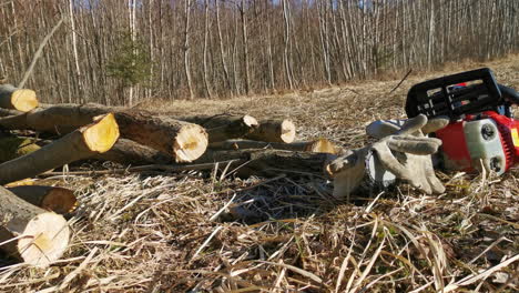 Chainsaw-with-pair-of-working-gloves-and-cut-down-branches-on-sunny-spring-day-outdoors