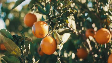 Nahaufnahme-Von-Orangen,-Die-An-Einem-Ast-Hängen,-Bio-Plantagen-Obstgarten-In-Spanien