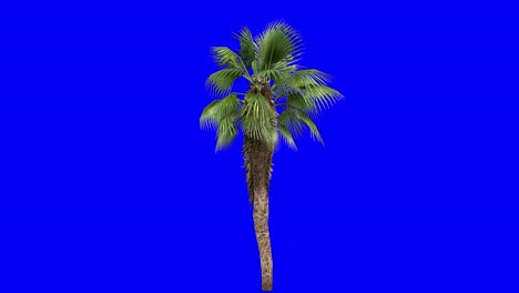 3D-chinese-fan-palm-with-wind-effect-on-blue-screen-3D-animation