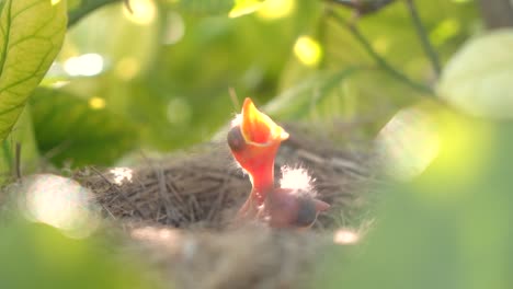 Amselbabys-In-Einem-Nest,-Die-Darauf-Warten,-Von-Ihrer-Mutter-Gefüttert-Zu-Werden