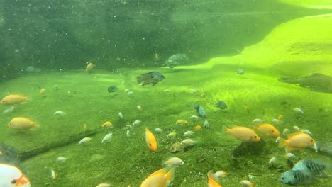 Various-colorful-fish-underwater-marine-ecosystem-live-aquarium-green-water