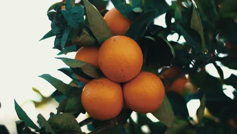 Nahaufnahme-Von-3-Orangen,-Die-An-Einem-Ast-Hängen,-Bio-Plantage,-Obstgarten