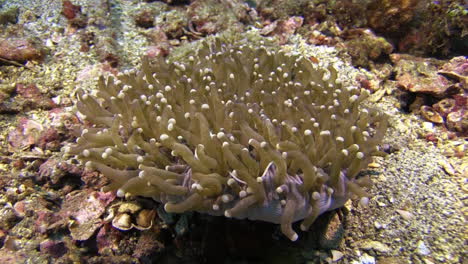 Coral-Hongo-Con-Pez-Aguja-De-Coral-Hongo-Moviéndose-Entre-Sus-Tentáculos