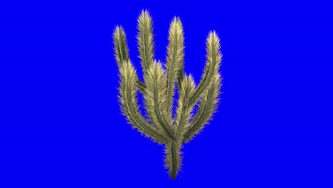 3D-Cholla-Kaktus-Mit-Windeffekt-Auf-Blauem-Bildschirm,-3D-Animation