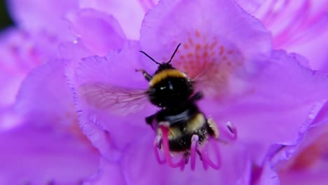 Abejorro-Tratando-De-Despegar-Después-De-Polinizar-Un-Rododendro-Púrpura---Primer-Plano,-Cámara-Súper-Lenta