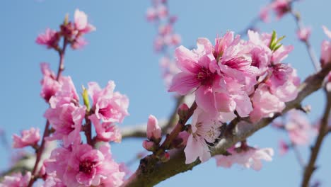 Close-up-shot-of-beautiful-peach-tree-flowers-blossom-on-a-sunny-spring-day-against-blue-sky