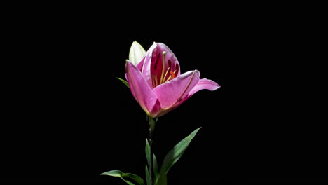Motion-time-lapse-of-Pink-Lily-flower-blossoming-isolated-on-black-background