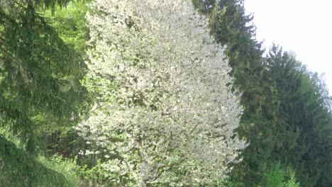 Tilt-up-shot-of-Callery-Pear-tree-in-forest