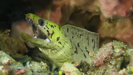 Yellow-headed-moray-eel-peeks-out-from-its-hiding-place-under-a-block-of-coral