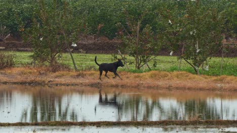 A-black-stray-dog-running-across-the-agricultural-farmlands-in-a-rural-countryside,-handheld-motion-tracking-shot