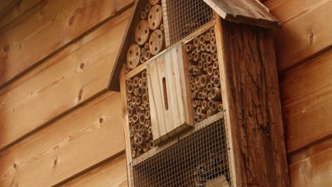 Una-Abeja-Silvestre-Sale-De-Un-Agujero-En-Un-Hotel-De-Insectos-En-Un-Jardín