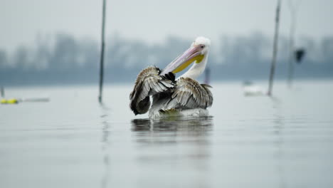 beautiful-Young-Great-white-pelican-cleaning-preening-his-feathers-slow-motion-lake-Kerkini-Greece