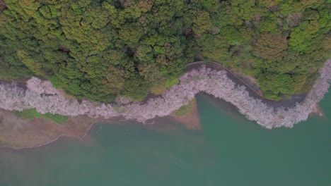 A-fly-over-Niwaki-Dam-during-cherry-blossom-season-in-Saga-Prefecture,-Kyushu,-Japan