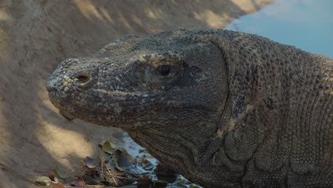 Dragón-De-Komodo-Mirando-A-La-Cámara.-De-Cerca