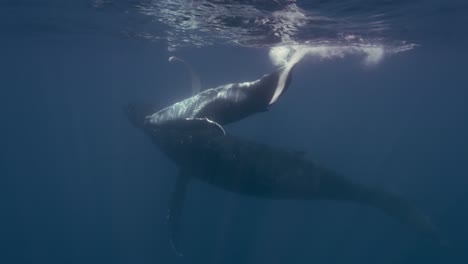 Humpback-Whales,-mother-and-calve-in-clear-water-swimming-at-the-surface-around-the-Islands-of-Tahiti,-French-Polynesia