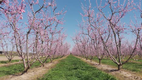 Aerial-fly-through-symmetrical-pink-blossom-peach-tree-agricultural-farm-Pink-and-purple-trees-in-bloom-on-spring-day-tilt-up