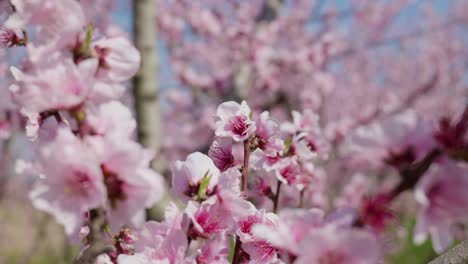 Pfirsichbaum-Voller-Zarter-Rosa-Blüten