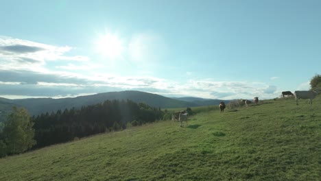 An-aerial-backlit-view-showcases-cows-leisurely-grazing-across-clean-agriculture-hillside-meadow