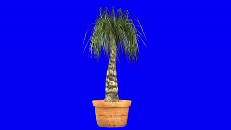 3D-Pferdeschwanzpalme-Mit-Windeffekt-Auf-Blauem-Bildschirm,-3D-Animation