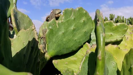 Lagarto-Dragón-Barbudo-Sobre-Un-Cactus-Bajo-El-Sol-De-Marruecos-Contra-Un-Cielo-Azul