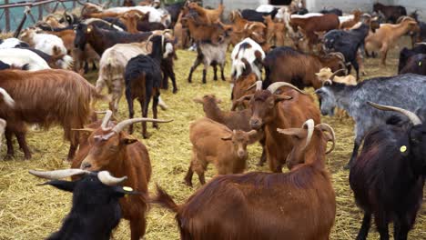 Bergbauernhof-Herde-Von-Ziegen,-Die-Auf-Trockenen-Heuballen-Herumstreifen,-Haustiere,-Die-Frisches-Fleisch-Und-Milch-Produzieren