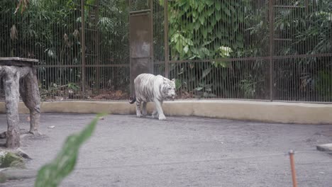 Ein-Weißer-Tiger-Läuft-In-Seinem-Käfig-Umher