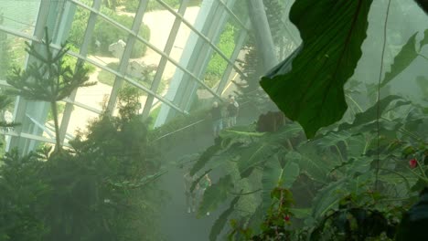 Visitors-wandering-around-in-the-cloud-forest-greenhouse-conservatory,-foggy-and-misty-environment-with-sunlight-shining-across-the-scene