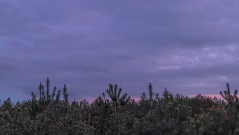 Timelapse-view-of-the-treetops-of-a-coniferous-woodland-as-the-sun-is-setting-in-Thetford-foorest-in-the-outskirts-of-England,-in-United-Kingdom