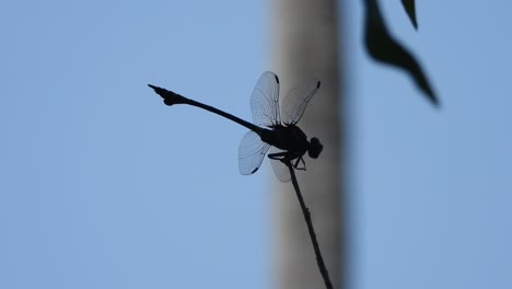 Tiger-dragonfly-in-stick---eyes-