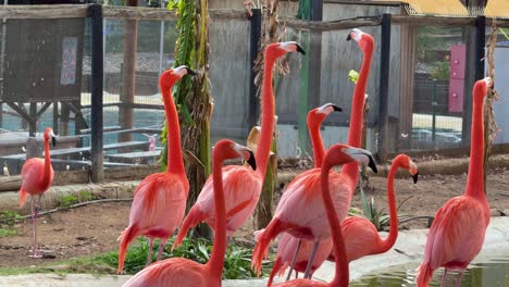 Aus-Nächster-Nähe-Flamingos-Rosalöffler-Vogel-Südamerika-Weiß-Rosa-Farbe
