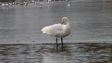 Whooper-Swan,-Cygnus-cygnus,-preening-while-standing-on-ice-covered-lake-in-early-Spring
