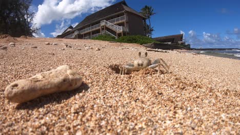 Kauai-Pallid-Ghost-Crab,-Ocean-Wildlife-in-Hawaii,-Crabs-on-Beach