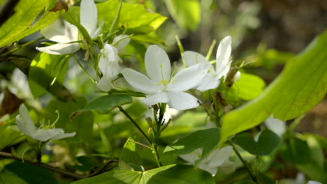 Planta-Bauhinia-Acuminata-Con-Flores-Blancas-Y-Una-Pequeña-Abeja-Volando