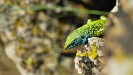 A-vibrant-lizard-basks-in-the-sun-on-a-rocky-surface,-its-colorful-scales-glinting-in-the-sunlight