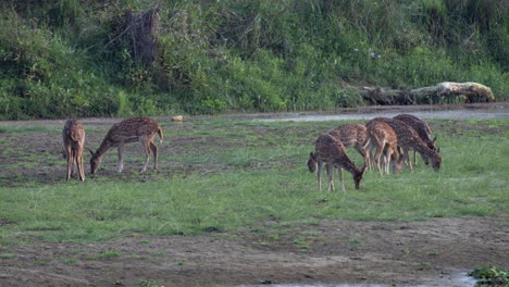 A-small-herd-of-spotted-deer-or-axis-deer-grazing-in-a-lush-green-meadow