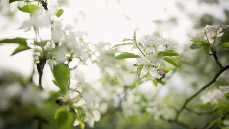 Close-up-of-blooming-almond-tree-branches-with-flowers