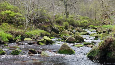 Slow-moving-forest-stream-waterfall,-nature's-serenity-scene-with-tranquil-pool-below,-lush-greenery-and-moss-covered-stones,-sense-of-peacefulness-and-untouched-beauty-of-nature-in-forest-ecosystem