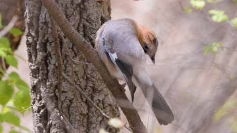 Close-up-of-Eurasian-jay-bird-in-forest-grooming-plumage