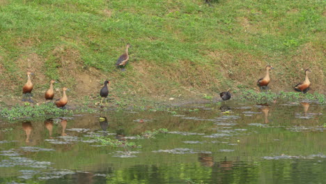 Eine-Kleine-Herde-Pfeifenten-Am-Ufer-Eines-Flusses-Im-Chitwan-Nationalpark-In-Nepal