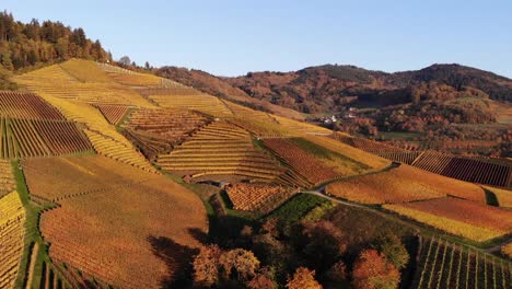 Weinberge-Leuchten-In-Bunten-Herbstfarben