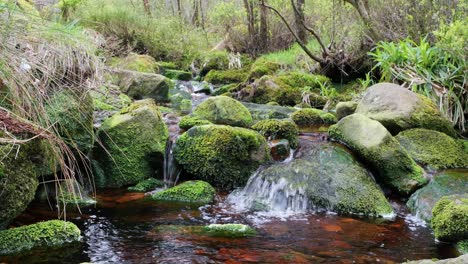 Cascada-De-Arroyo-Forestal-De-Movimiento-Lento,-Escena-De-Serenidad-De-La-Naturaleza-Con-Una-Tranquila-Piscina-Debajo,-Exuberante-Vegetación-Y-Piedras-Cubiertas-De-Musgo,-Sensación-De-Tranquilidad-Y-Belleza-Intacta-De-La-Naturaleza-En-El-Ecosistema-Forestal