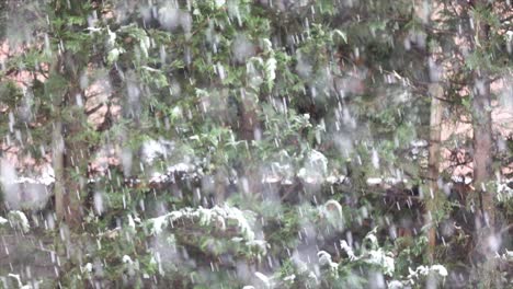 Closeup-of-snowstorm,-winter-time-green-background