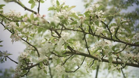 Mandelblüten-Tanzen-Im-Gartenwind