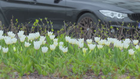Weiße-Tulpen-In-Städtischer-Umgebung,-Geparkte-Autos,-Frühlingsblüte,-Stadtleben-Im-Kontrast-Zur-Natur,-Straßenansicht,-Bodenniveau,-Grüne-Blätter
