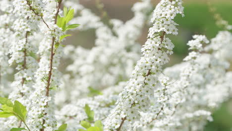 Spiraea-thunbergii-or-Thunberg-spiraea-or-Thunberg's-meadowsweet