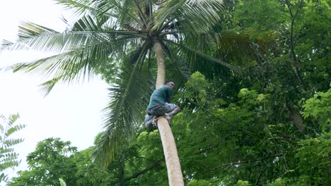 Joven-Negro-Africano-Trepando-A-Una-Palmera-En-La-Isla-De-Zanzíbar,-Tanzania,-África