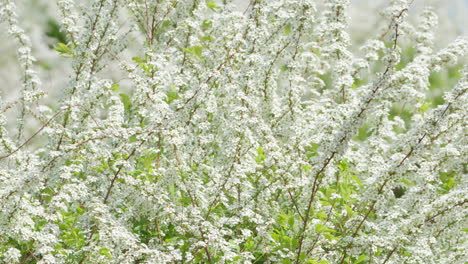 Spiraea-Thunbergii-O-Thunberg-Spiraea-O-Reina-De-Los-Prados-De-Thunberg