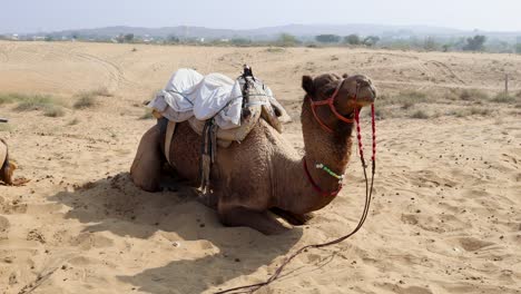 Camello-Mascota-Con-Carro-Tradicional-Sentado-En-El-Desierto-Durante-El-Día-Desde-Un-ángulo-Diferente
