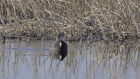 American-Coot-swims-across-surface-of-frosty-pond-water-in-spring